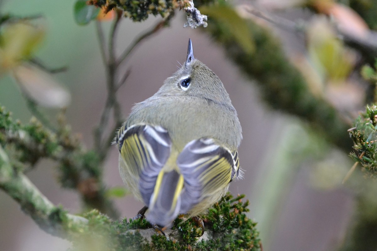Ruby-crowned Kinglet - ML646071560