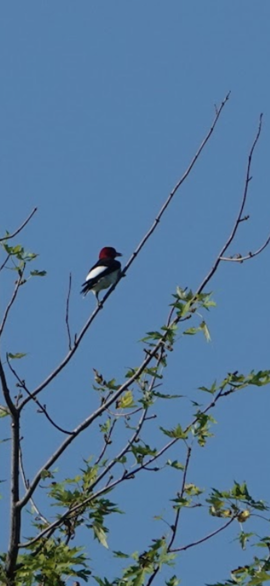 Red-headed Woodpecker - ML646071561