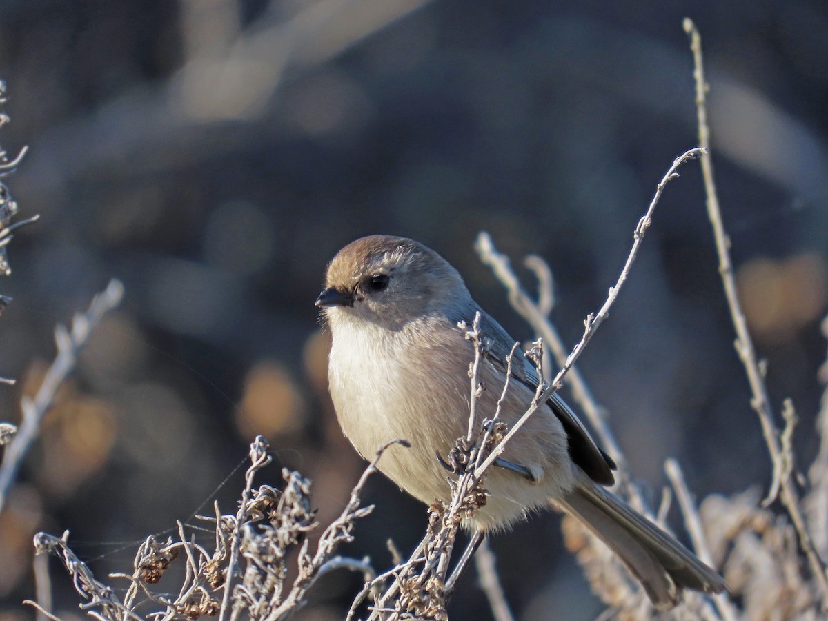 Bushtit (Pacific) - ML646071562