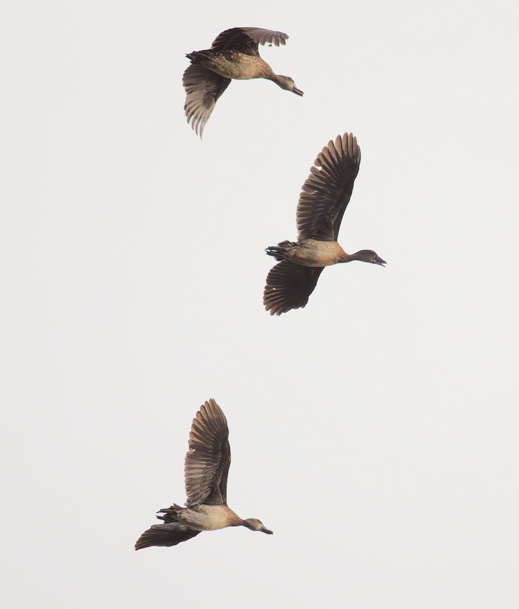 Spotted Whistling-Duck - ML646071563