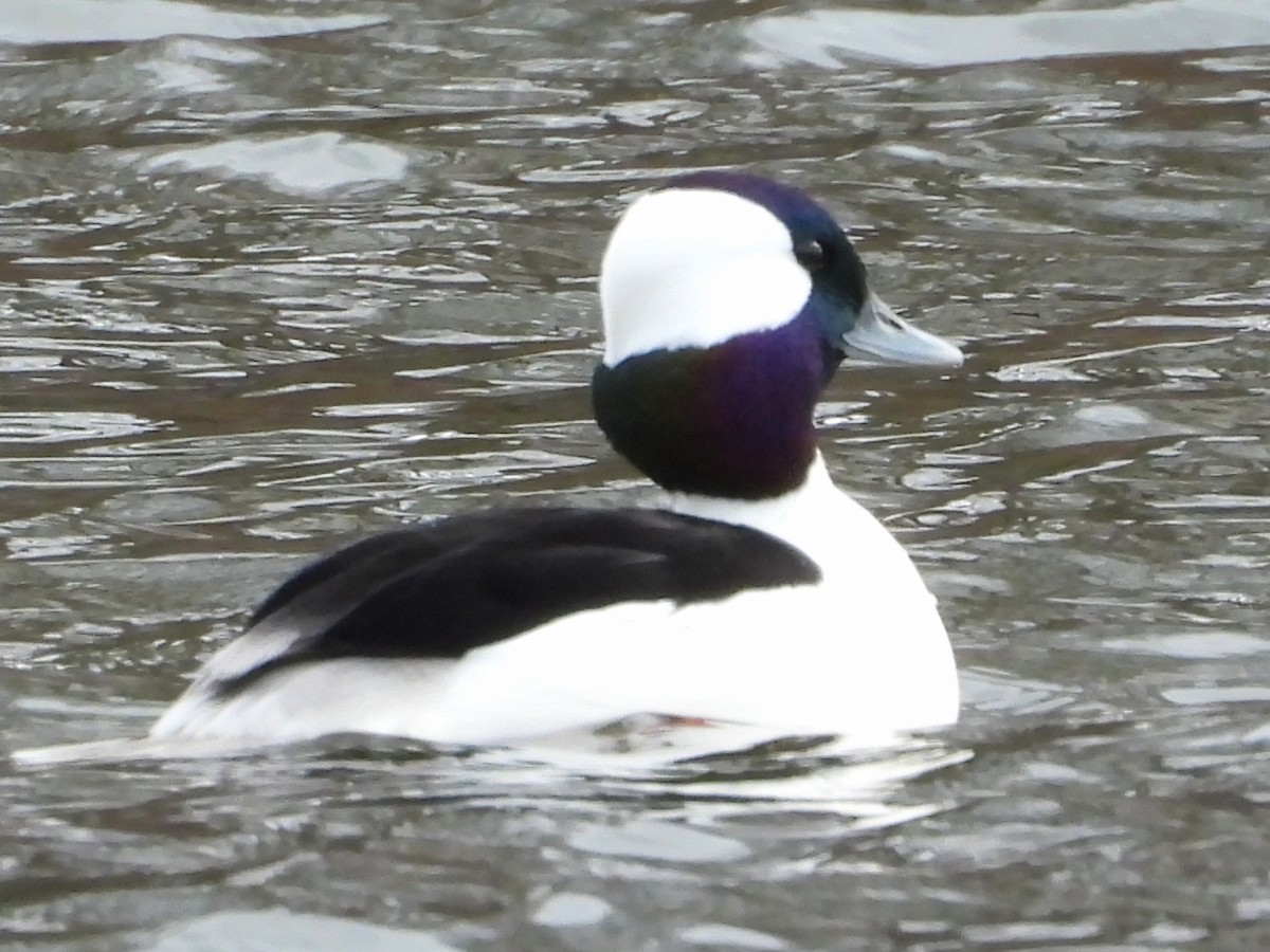 Murgilari buruzuria - ML646071569