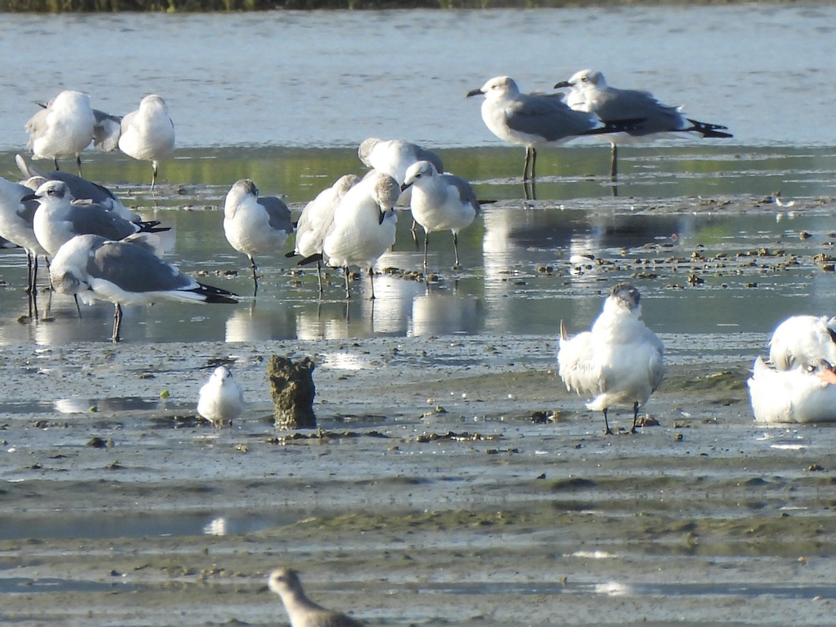 Common Tern - ML646071571