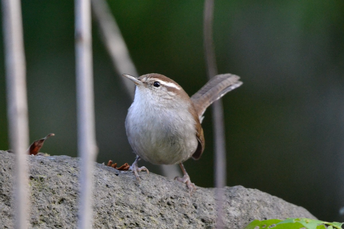 Bewick's Wren - ML646071577