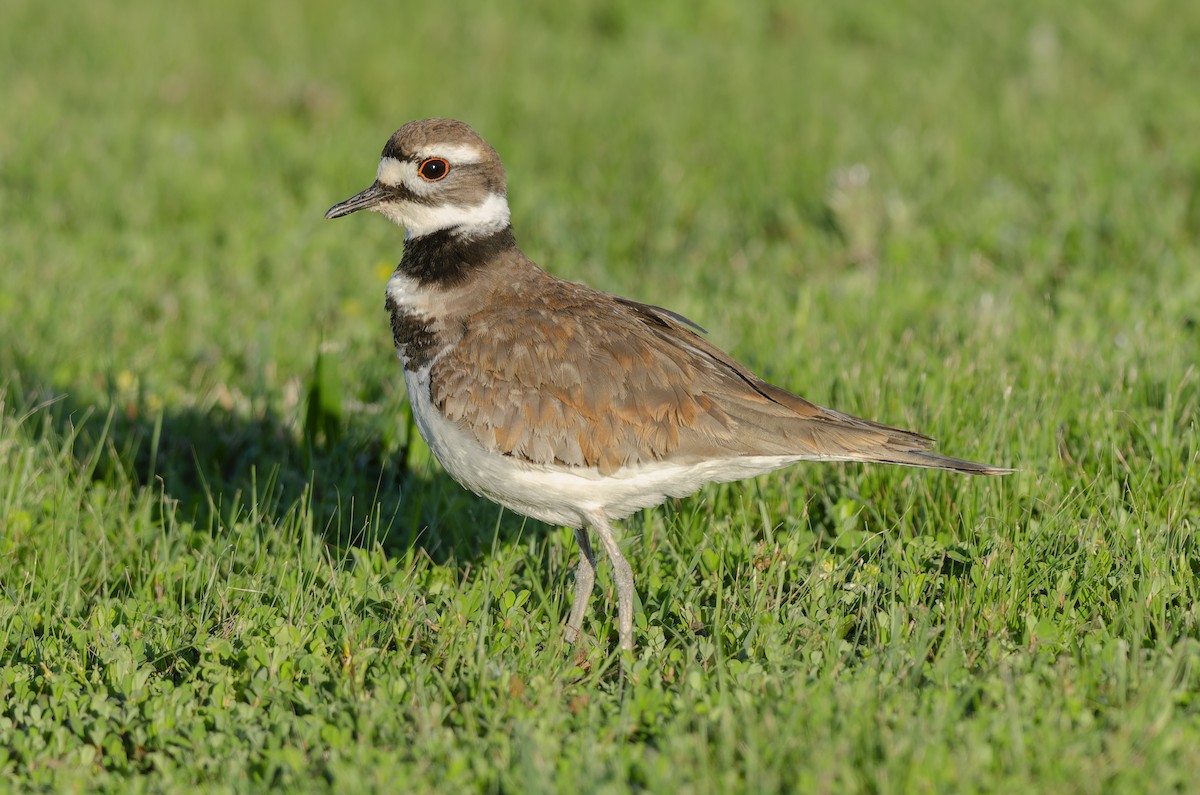 Killdeer - ML646071579