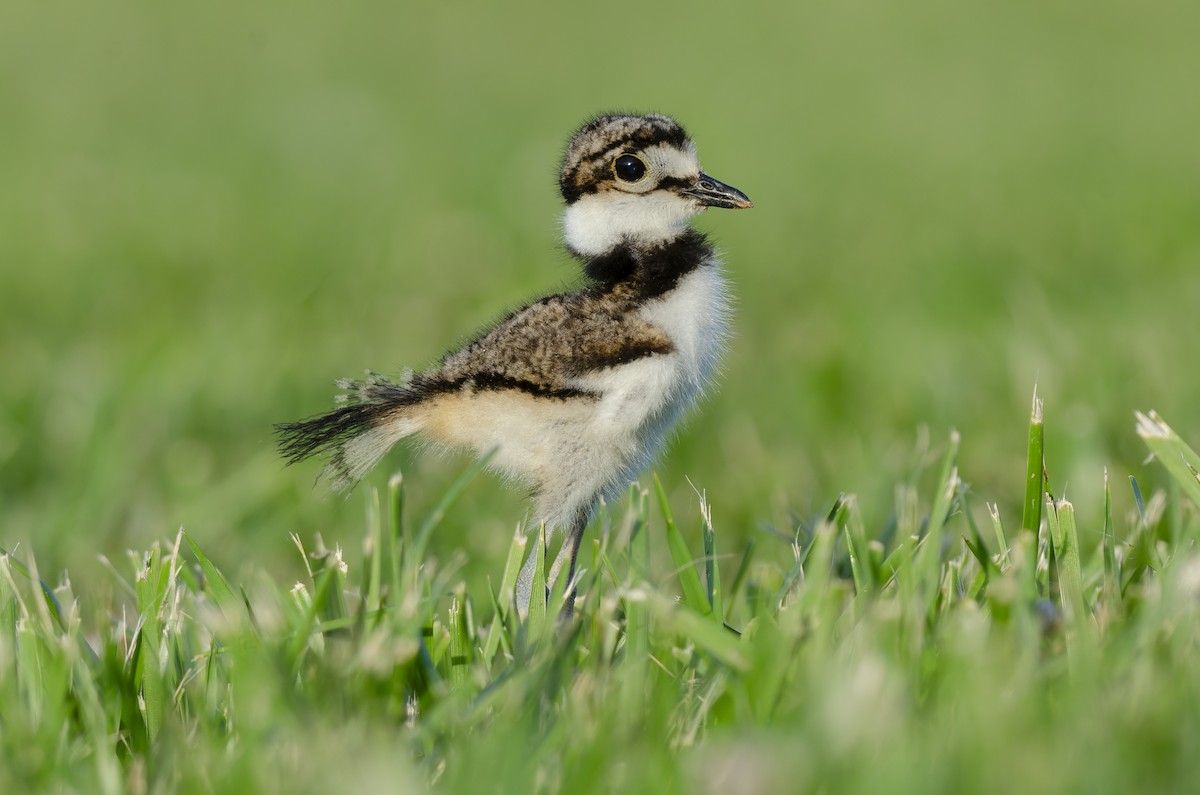 Killdeer - ML646071580