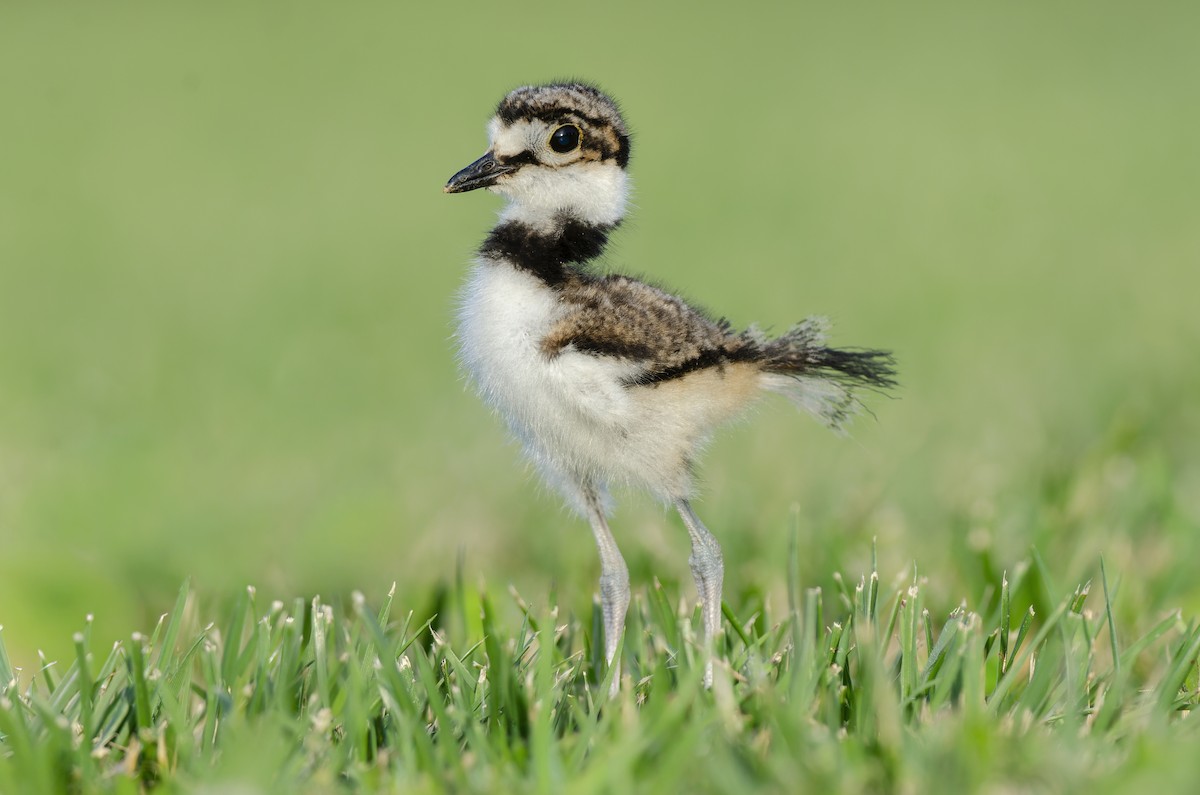 Killdeer - ML646071581