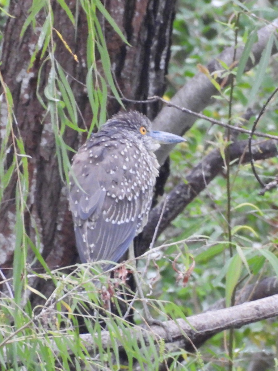 אנפת לילה צהובת-כיפה - ML646071595
