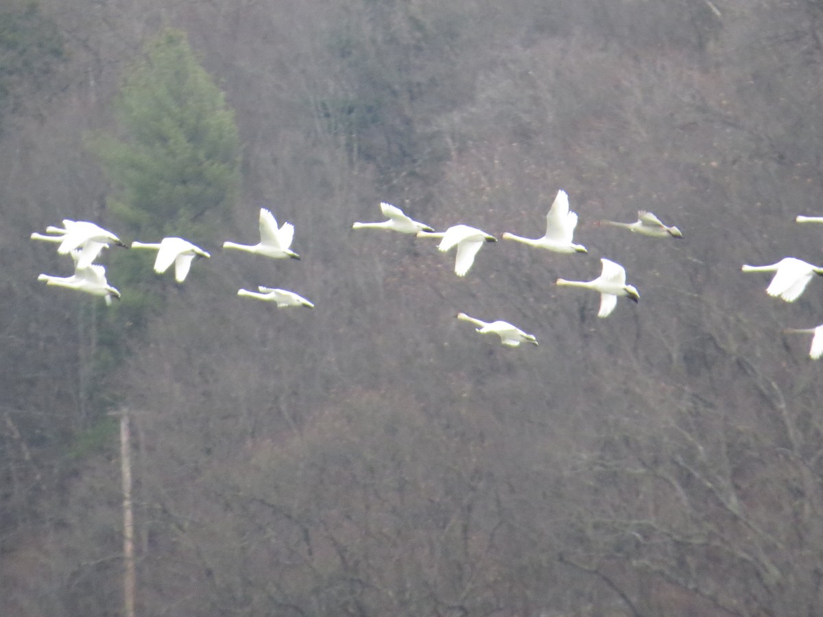 コハクチョウ - ML646071597