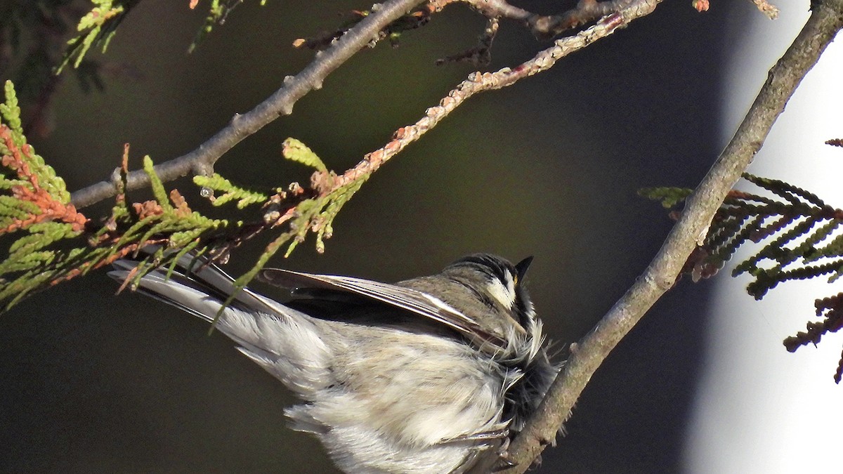 Black-throated Gray Warbler - ML646071599