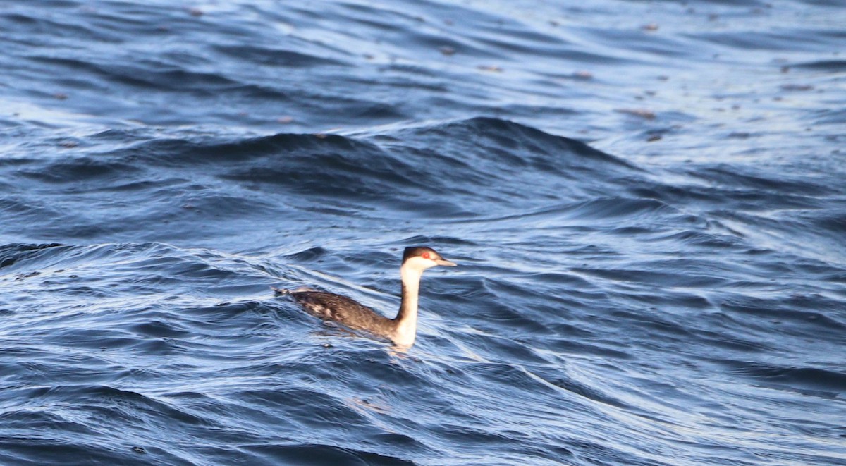Horned Grebe - ML646071620