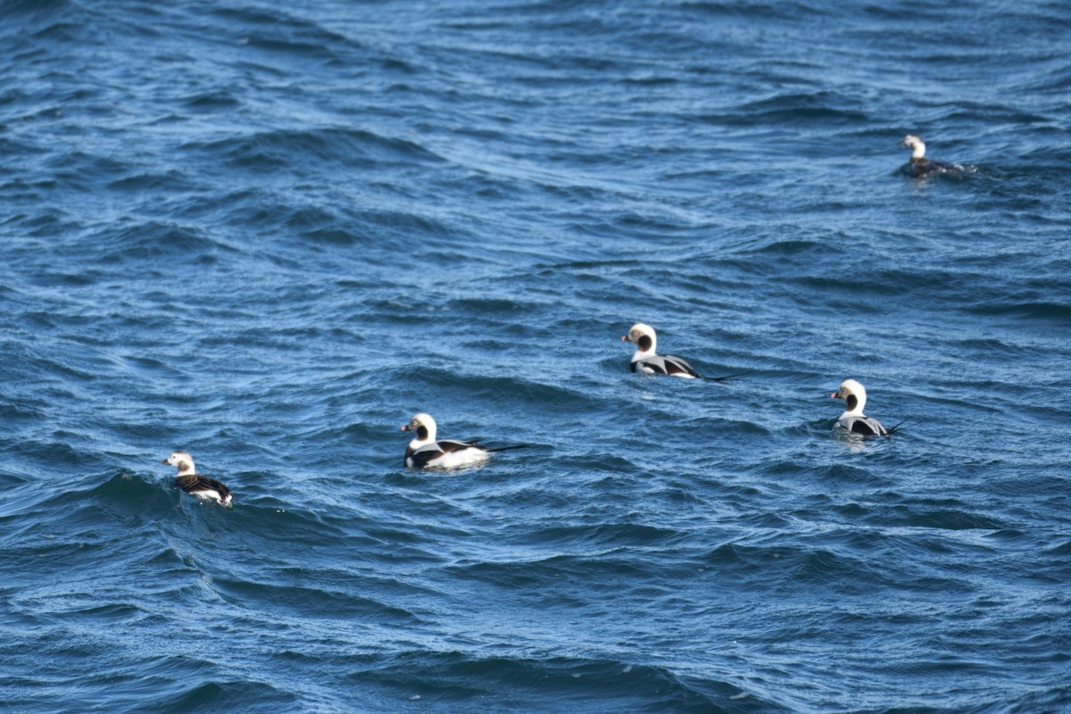 Moretta codona - ML646071625