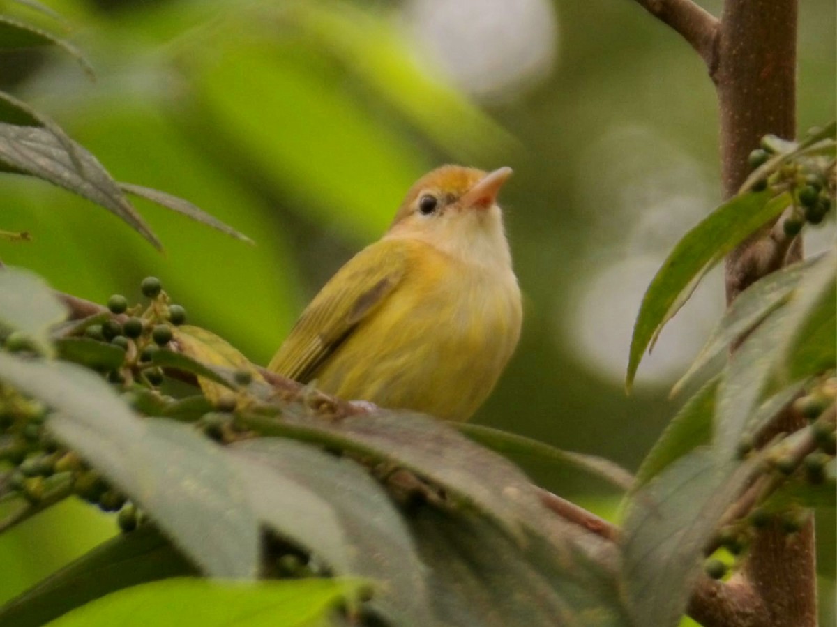 Golden-fronted Greenlet - ML646071629