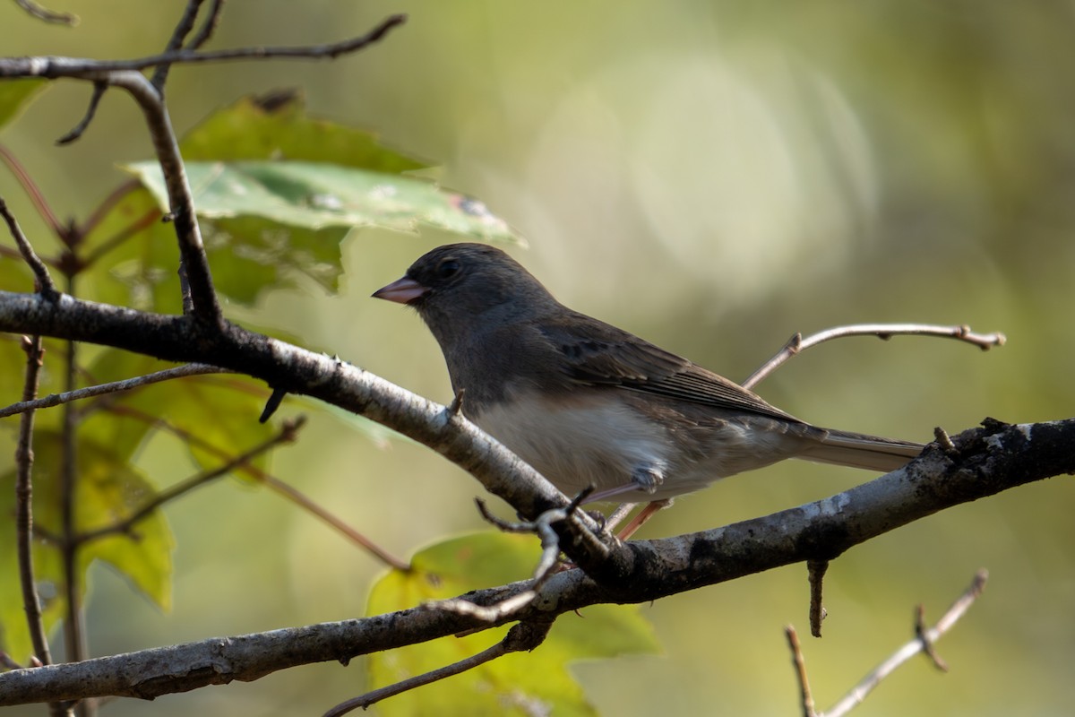 strnadec zimní - ML646071634