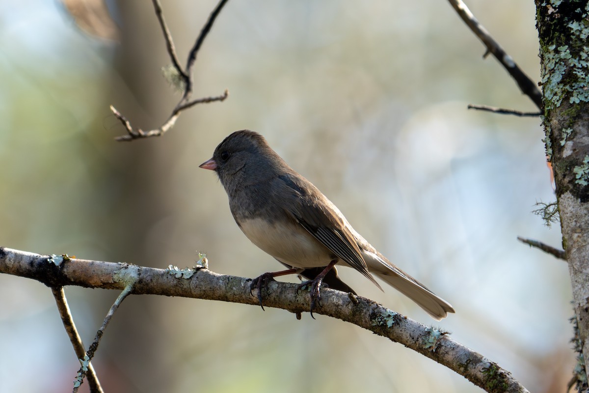 strnadec zimní - ML646071635