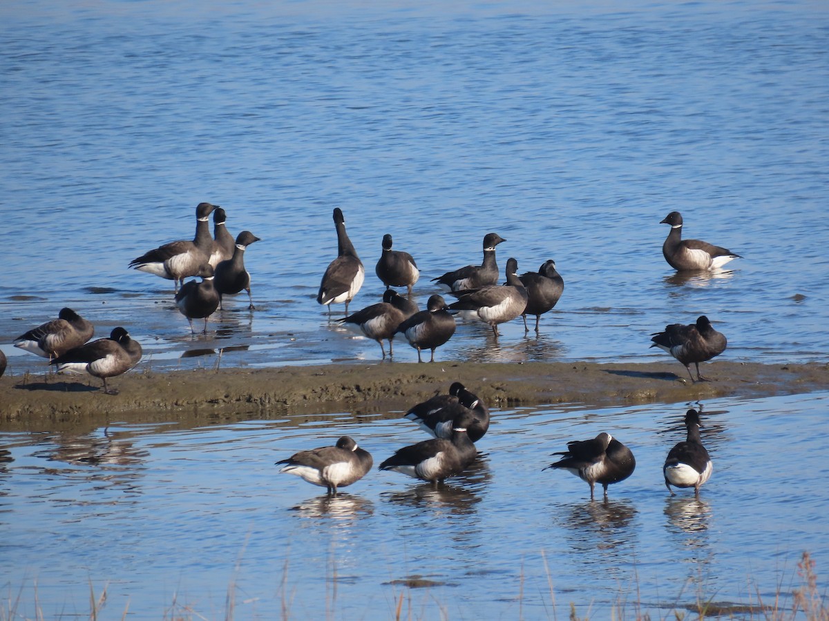 Brant - ML646071636