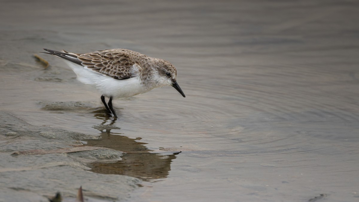 Red-necked Avocet - ML646071639