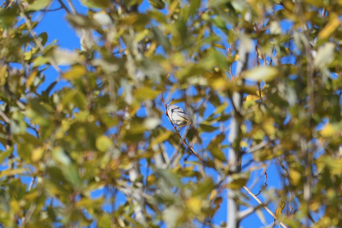 Virginia's Warbler - ML646071640