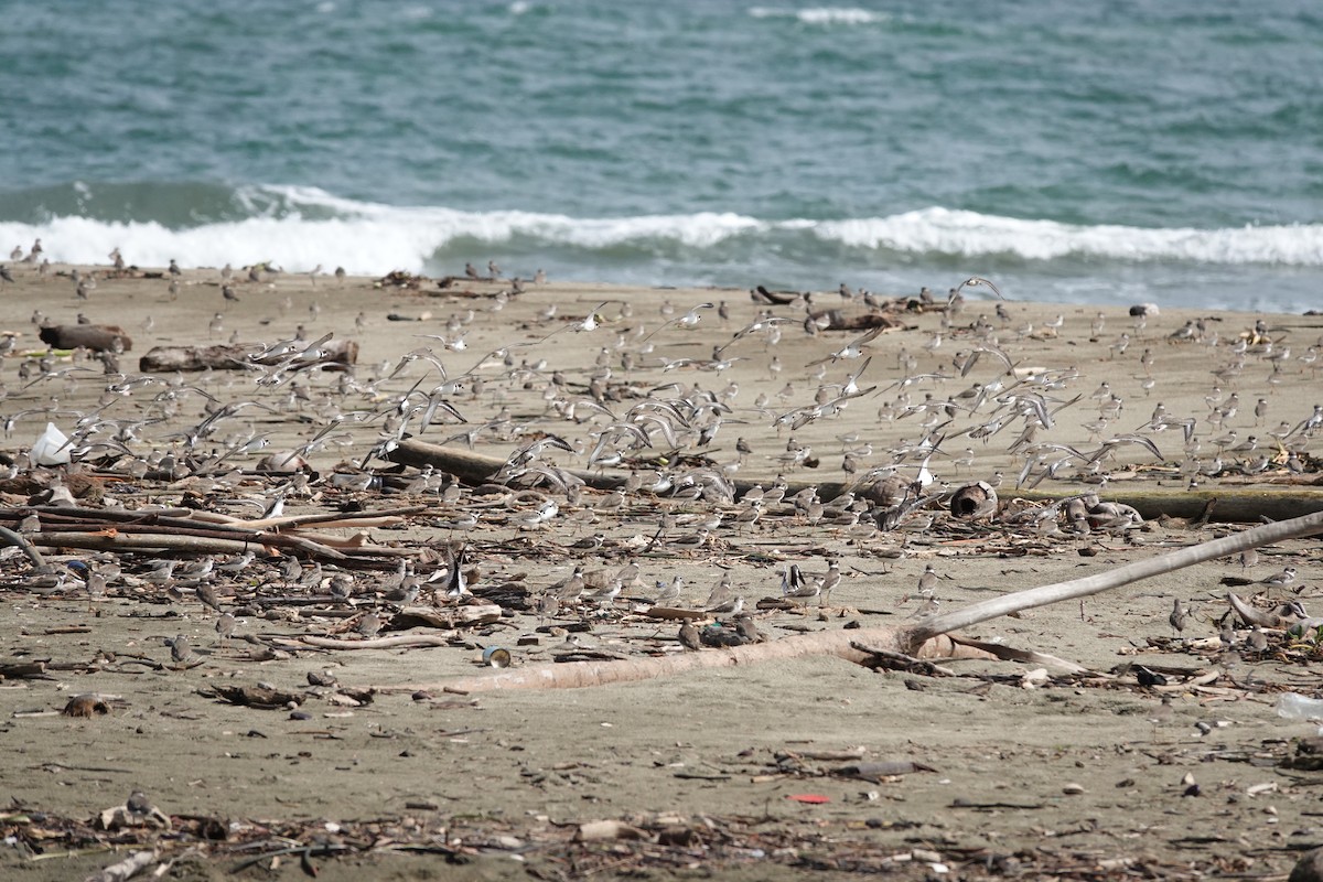 Semipalmated Plover - ML646071652