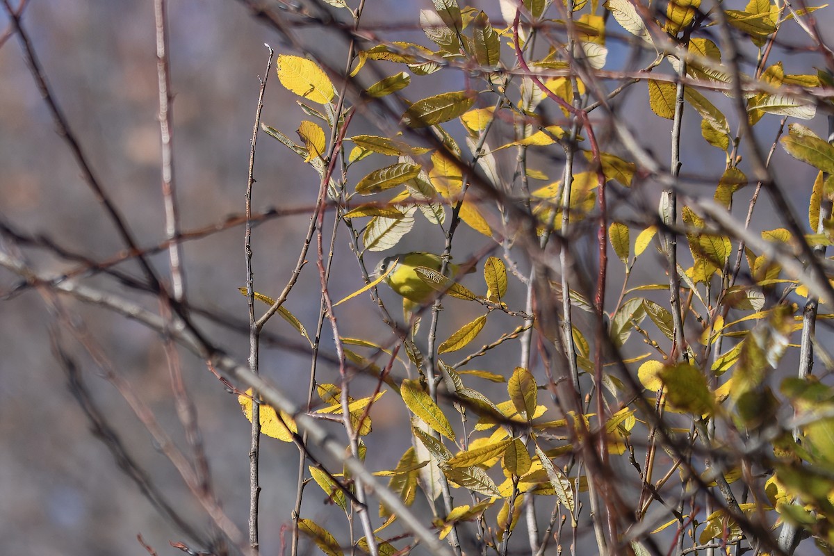 Nashville Warbler - ML646071654