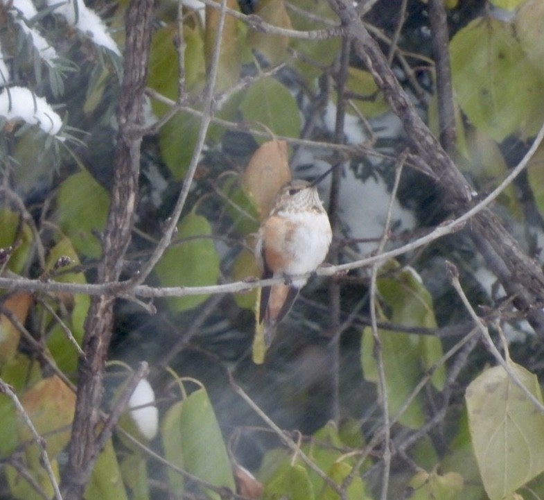 Rufous Hummingbird - ML646071676