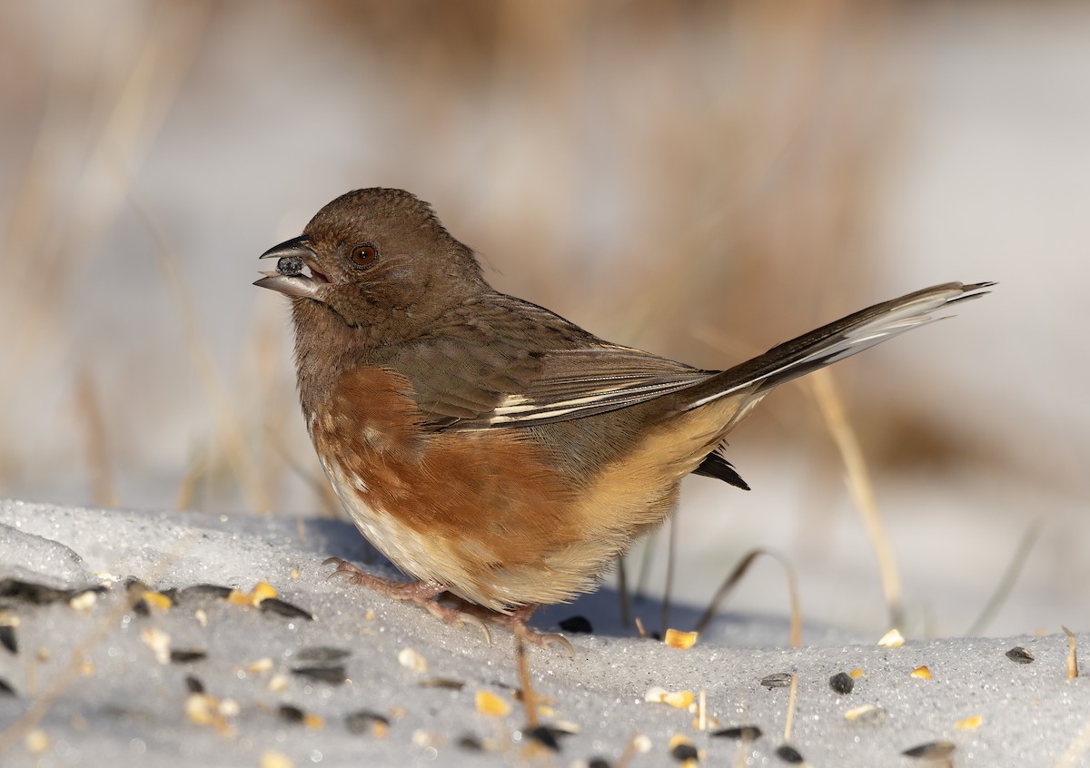 Eastern Towhee - ML646071687