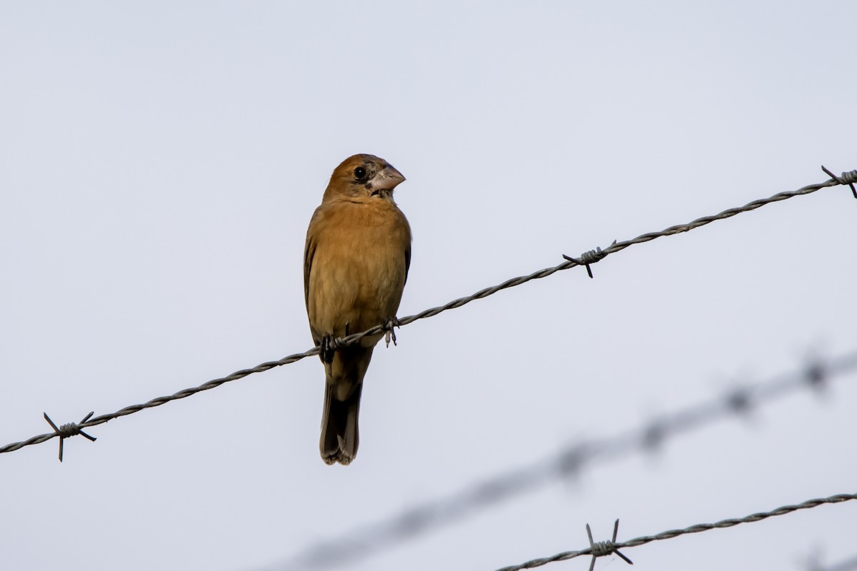 Blue Grosbeak - ML646071689