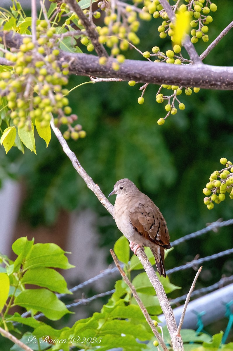 Colombe rousse - ML646071690