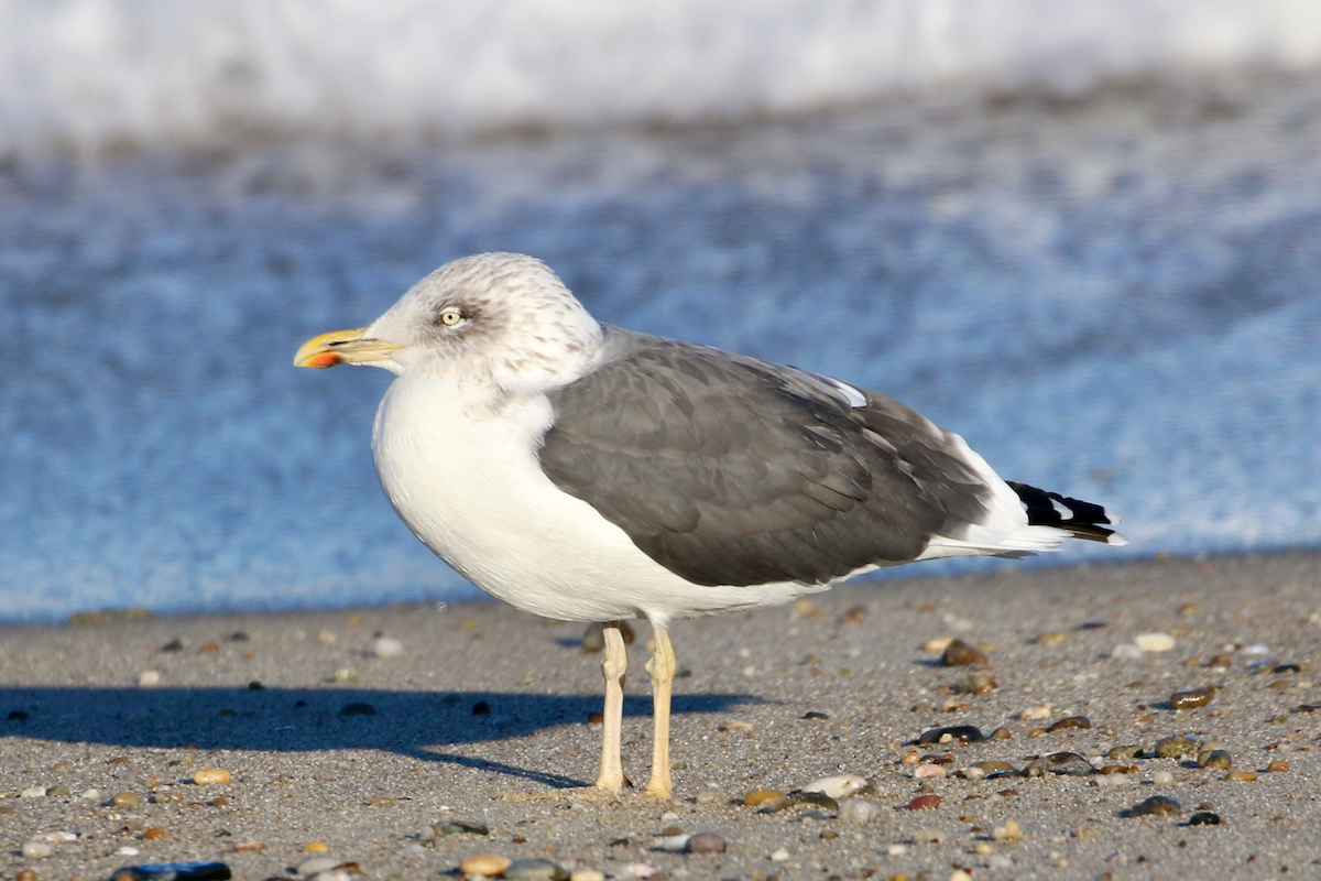 Zafferano - ML646071691