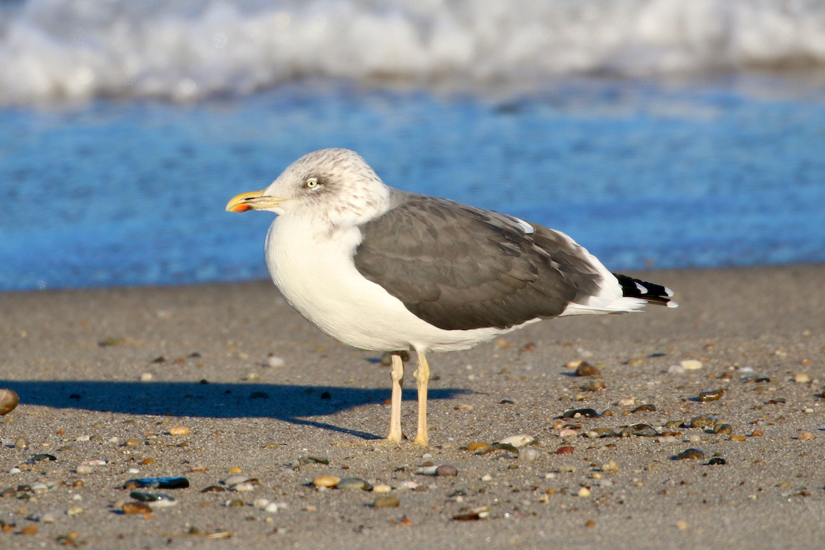 Zafferano - ML646071692