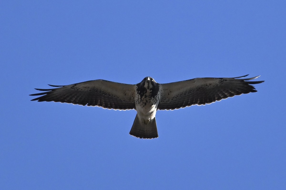 káně bělohrdlá - ML646071693