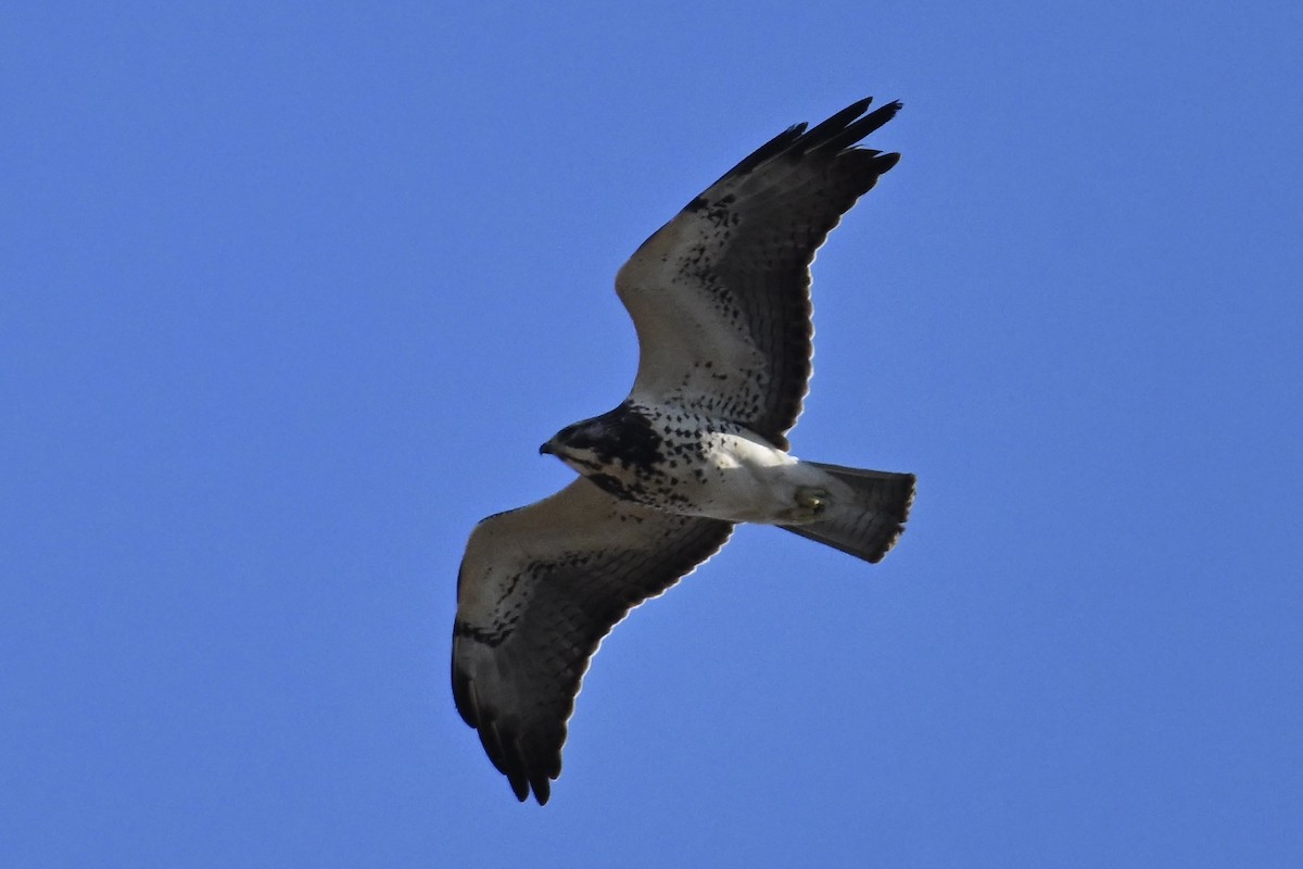 káně bělohrdlá - ML646071694