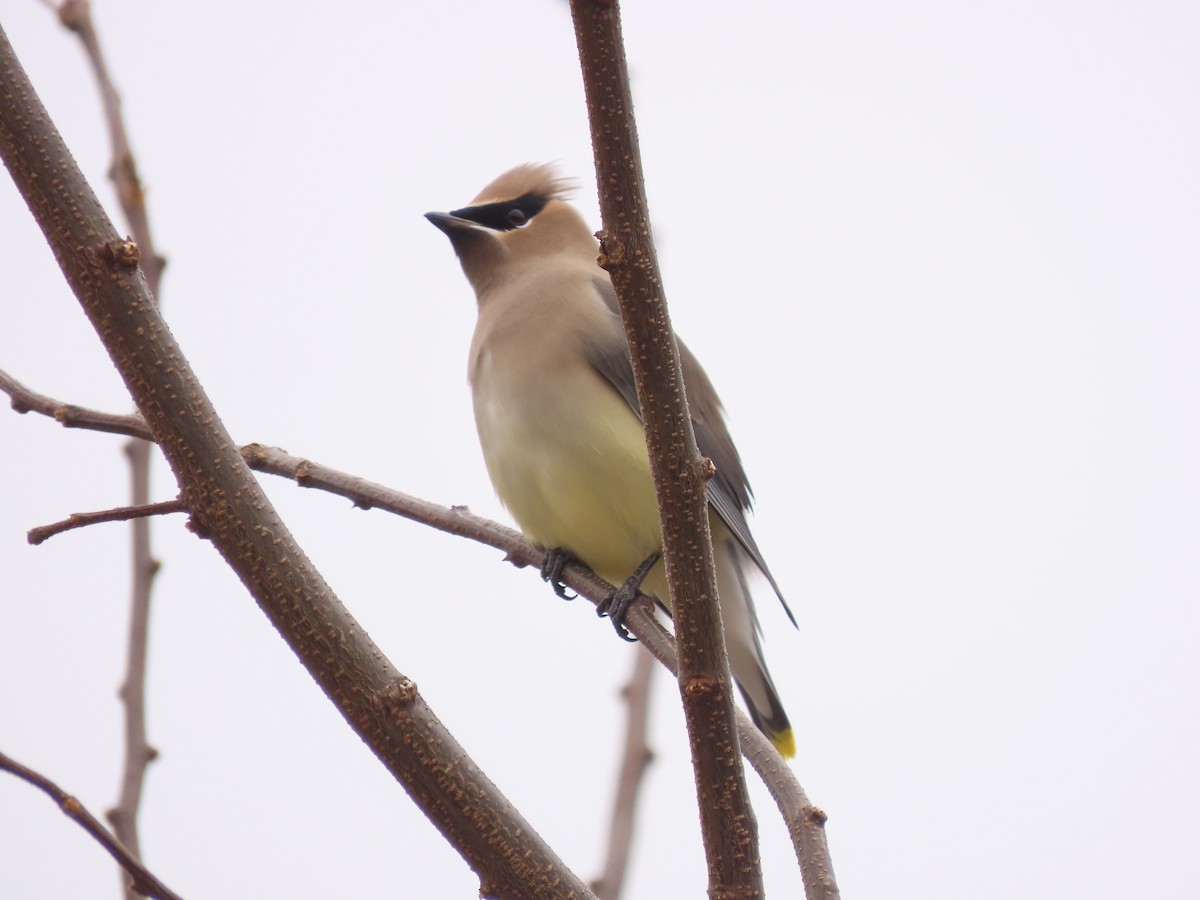 ヒメレンジャク - ML646071715