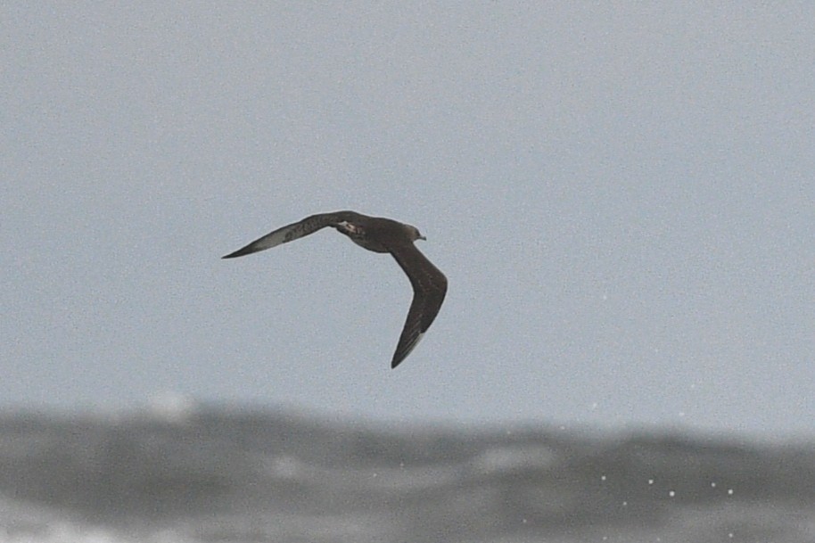 Parasitic Jaeger - ML646071717