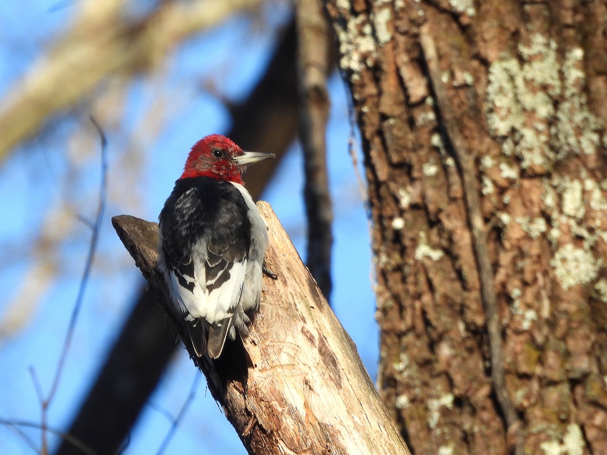 Red-headed Woodpecker - ML646071719