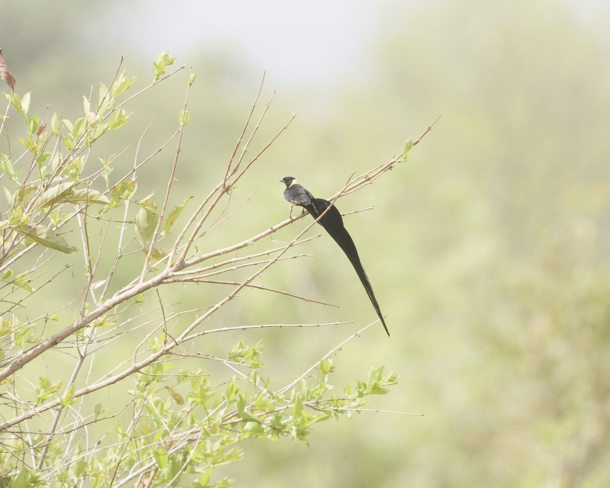 vdovka rajská - ML646071721