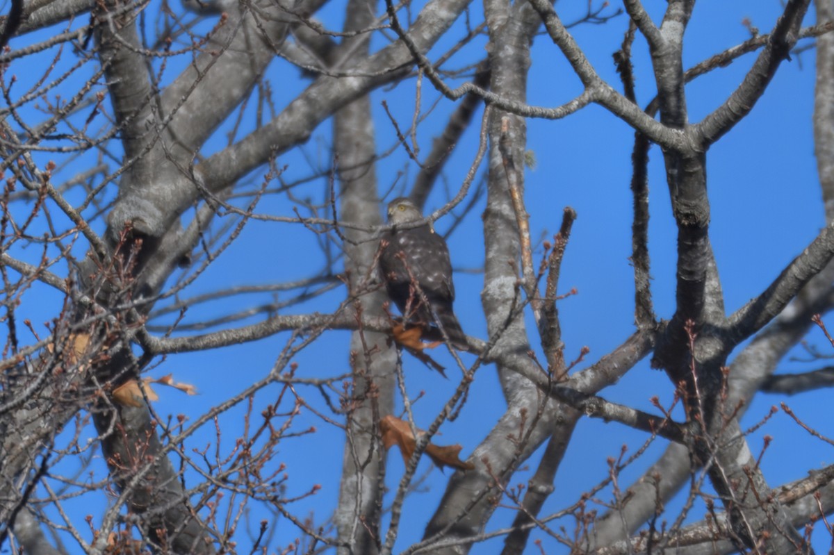 Cooper's Hawk - ML646071722