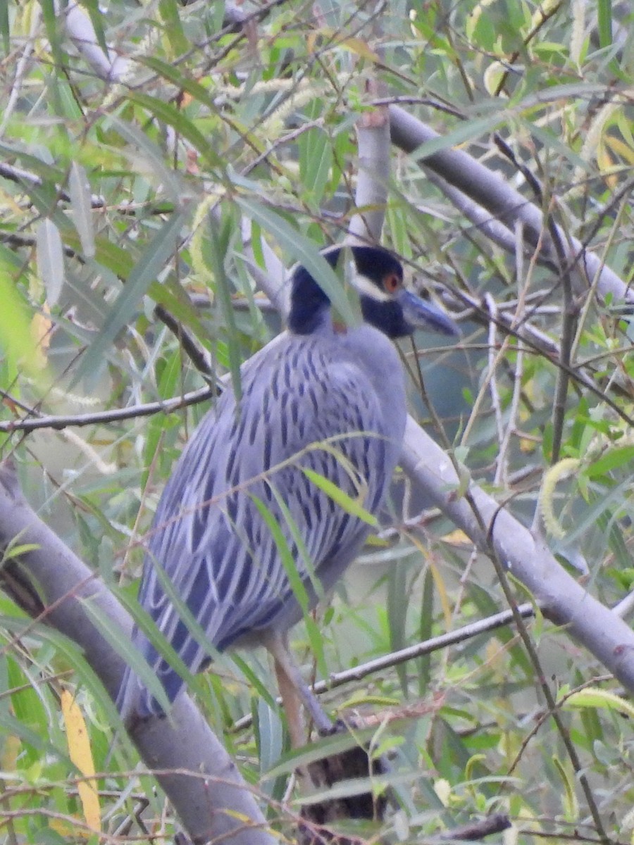אנפת לילה צהובת-כיפה - ML646071730
