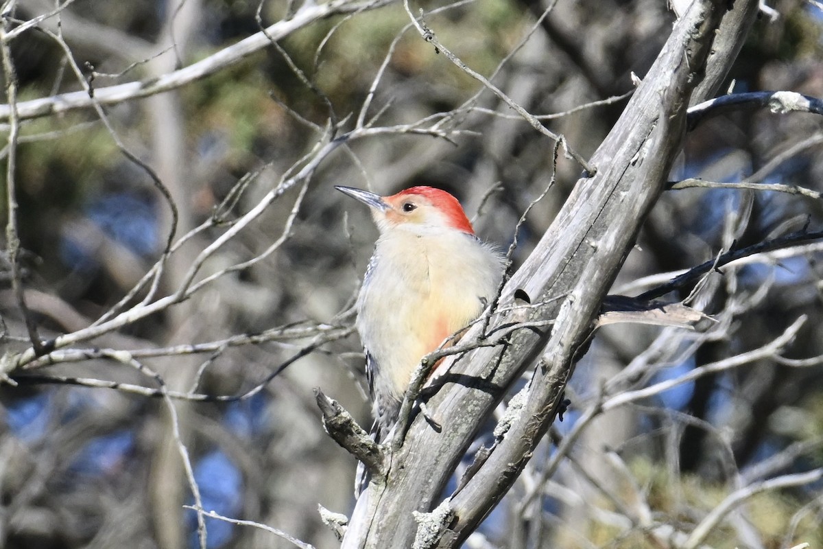 datel karolínský - ML646071731