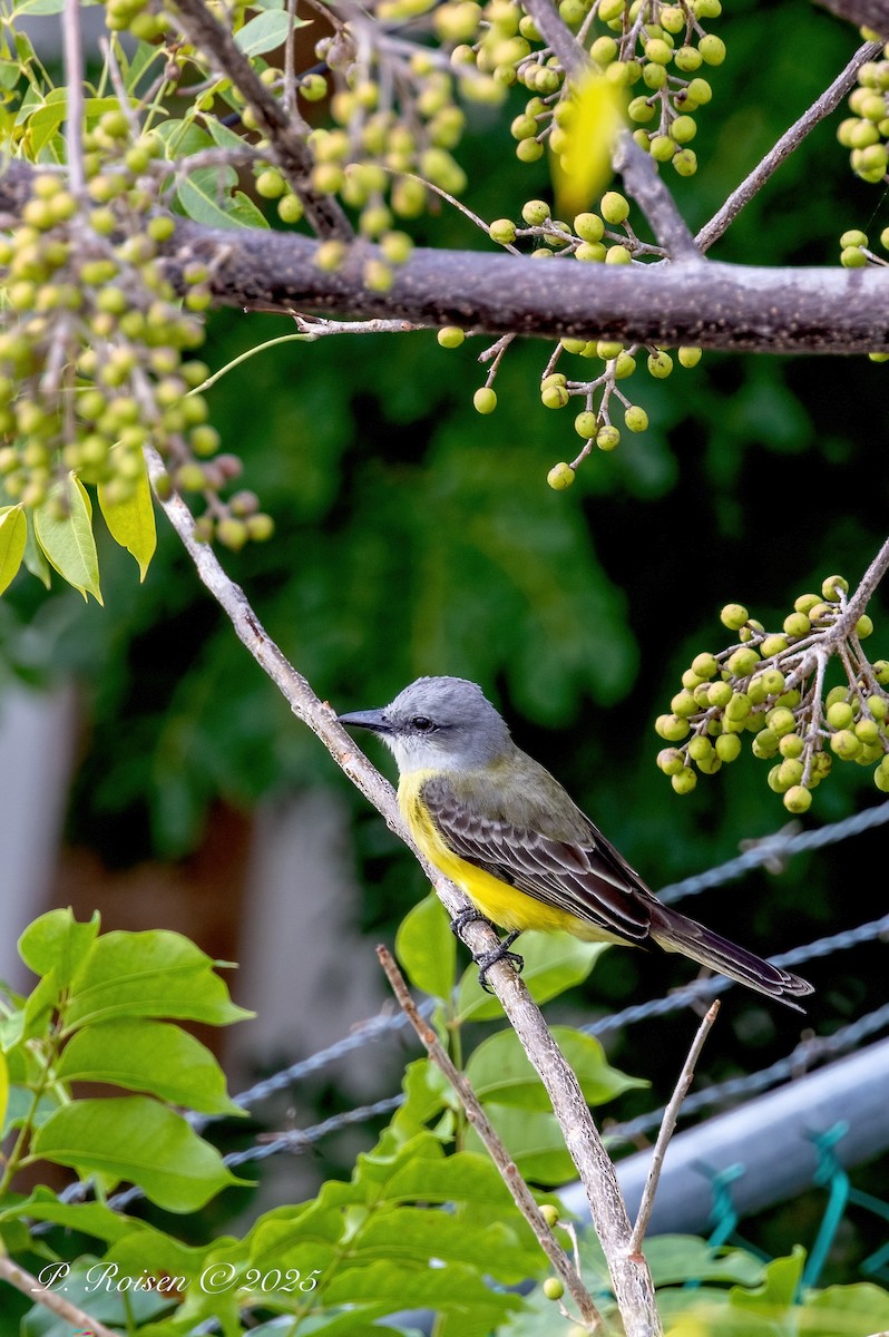 Tyran mélancolique - ML646071736