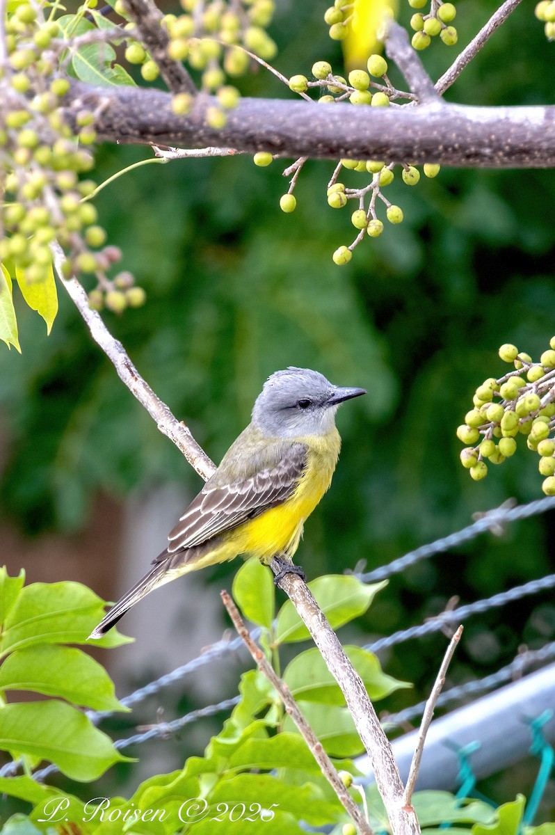 Tropical Kingbird - ML646071737