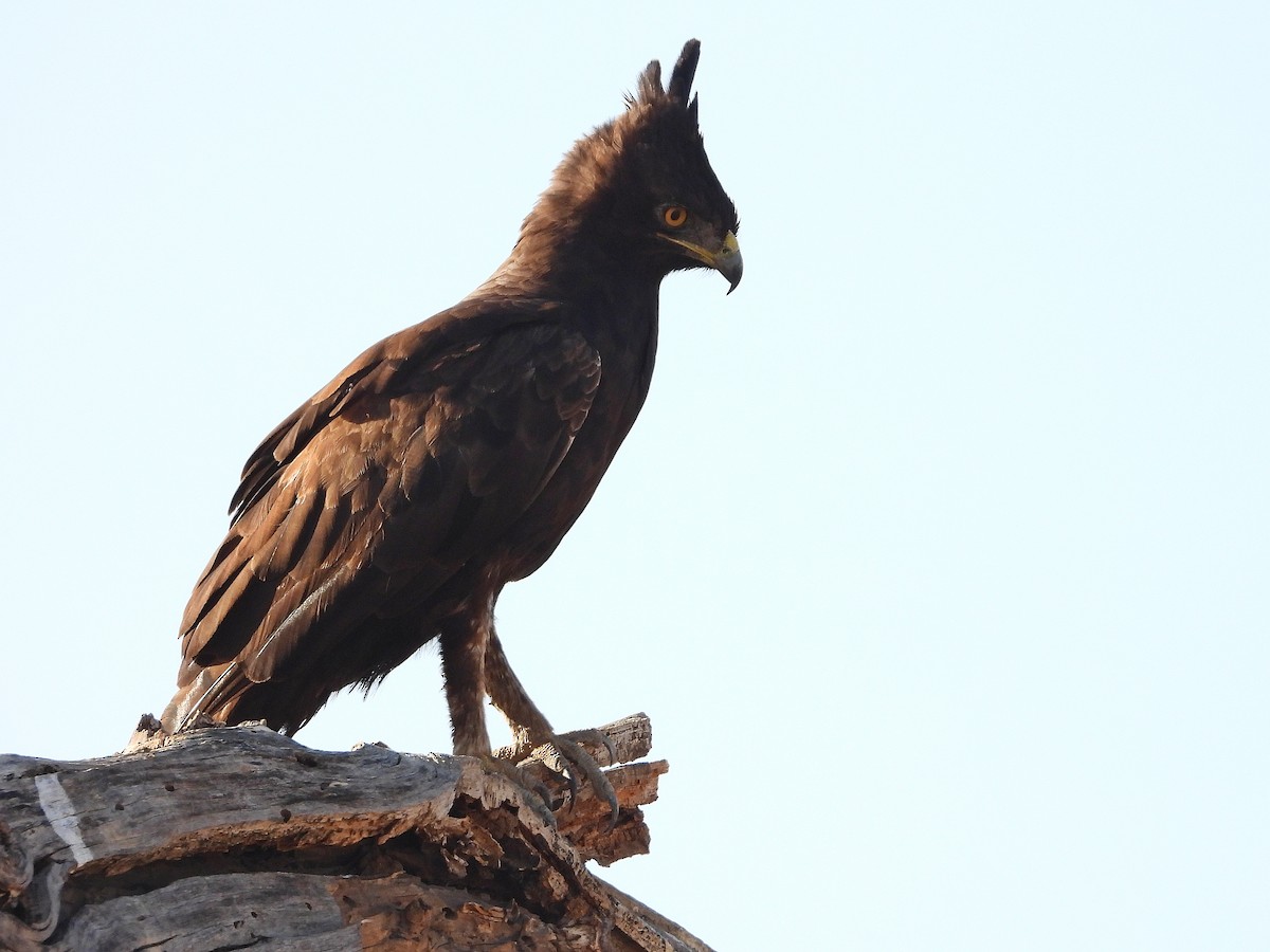 Long-crested Eagle - ML646071741