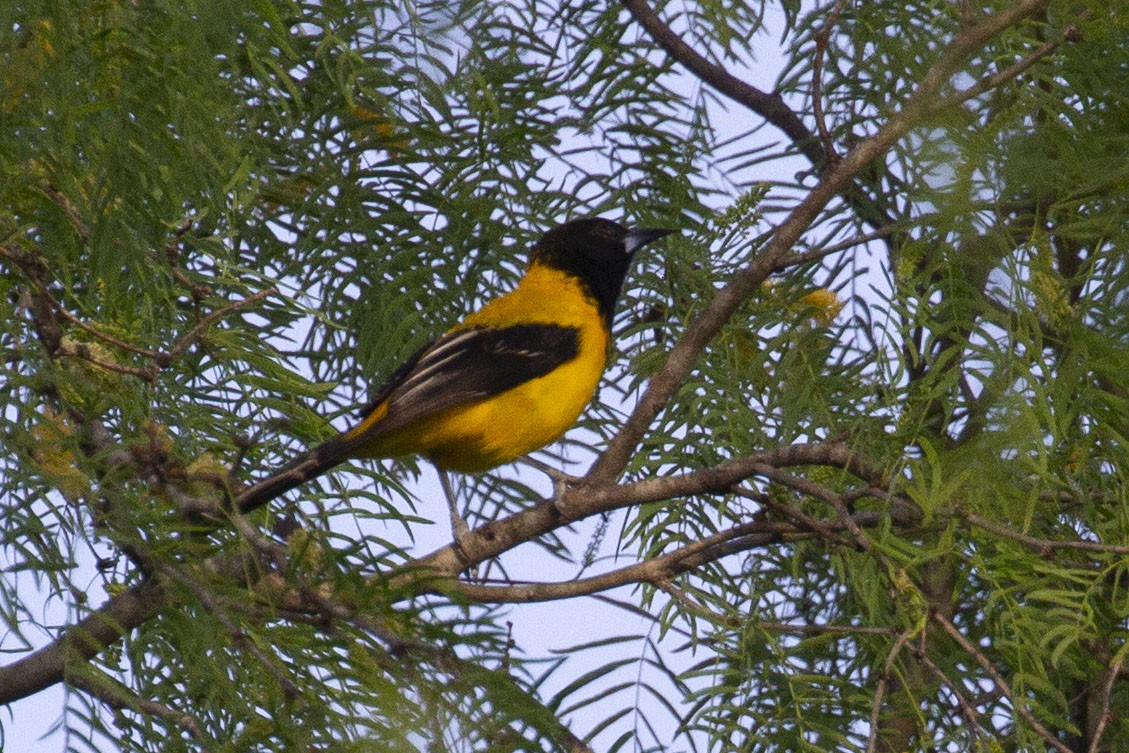 Audubon's Oriole - ML646071742