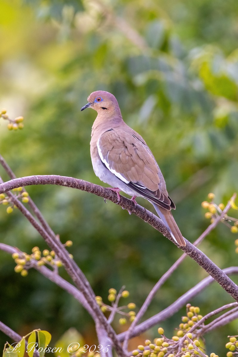 White-winged Dove - ML646071746