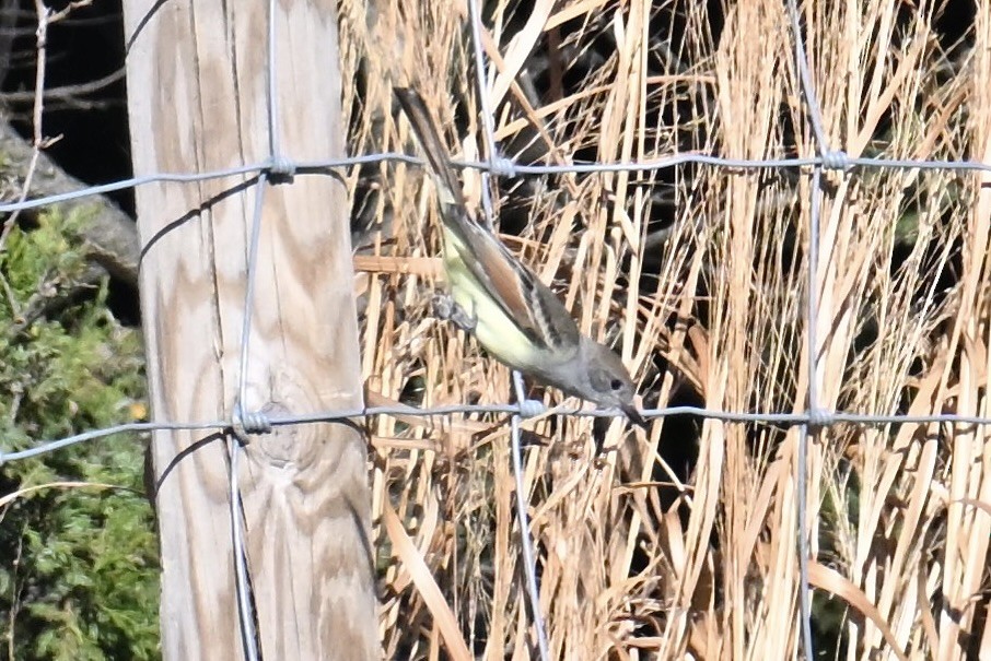 Ash-throated Flycatcher - ML646071747