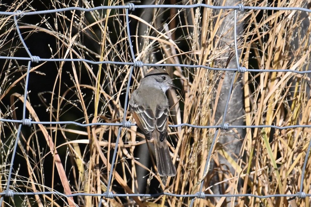 Ash-throated Flycatcher - ML646071748