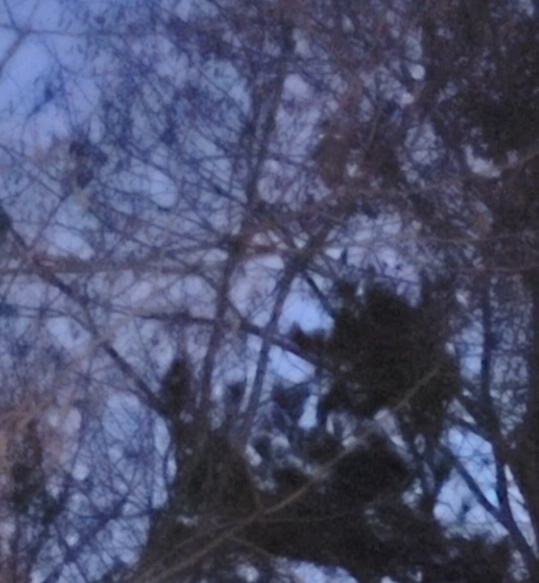 Eastern Screech-Owl - ML646071756