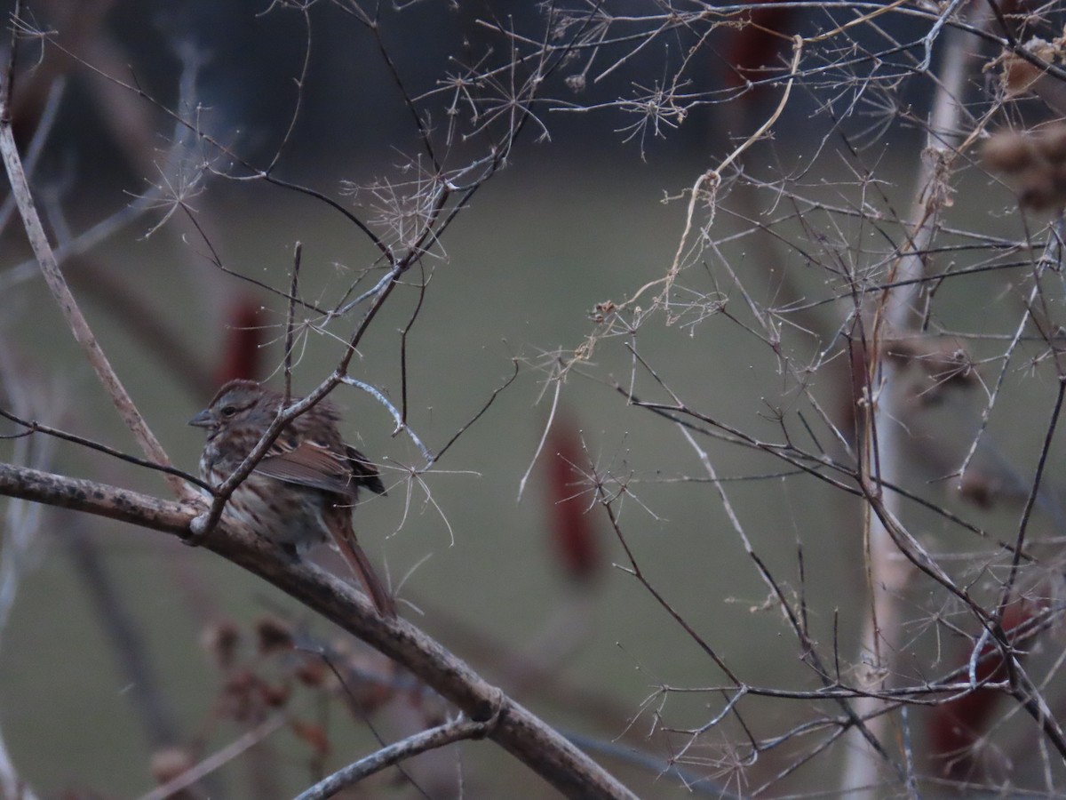 Song Sparrow - ML646071757