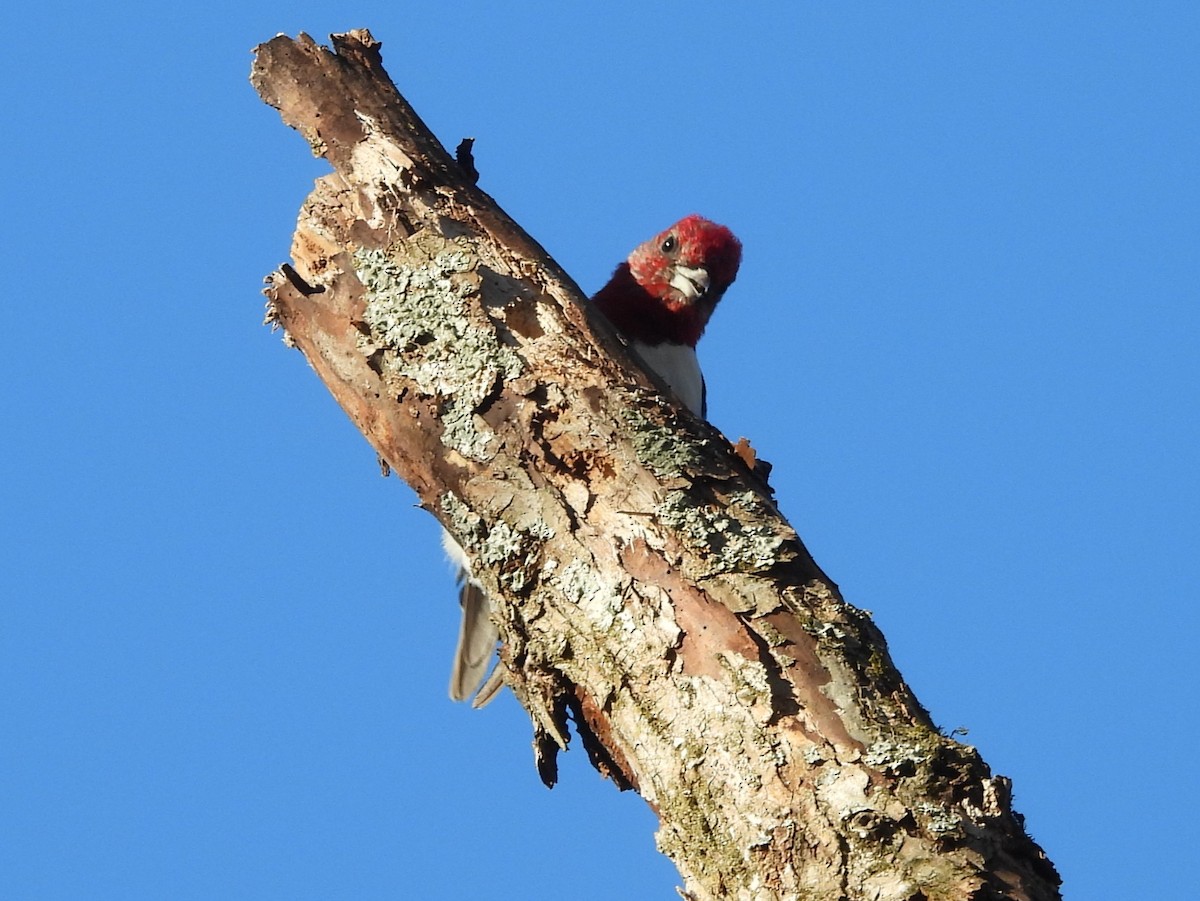 Red-headed Woodpecker - ML646071761