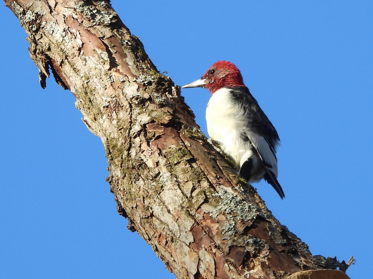 Red-headed Woodpecker - ML646071762