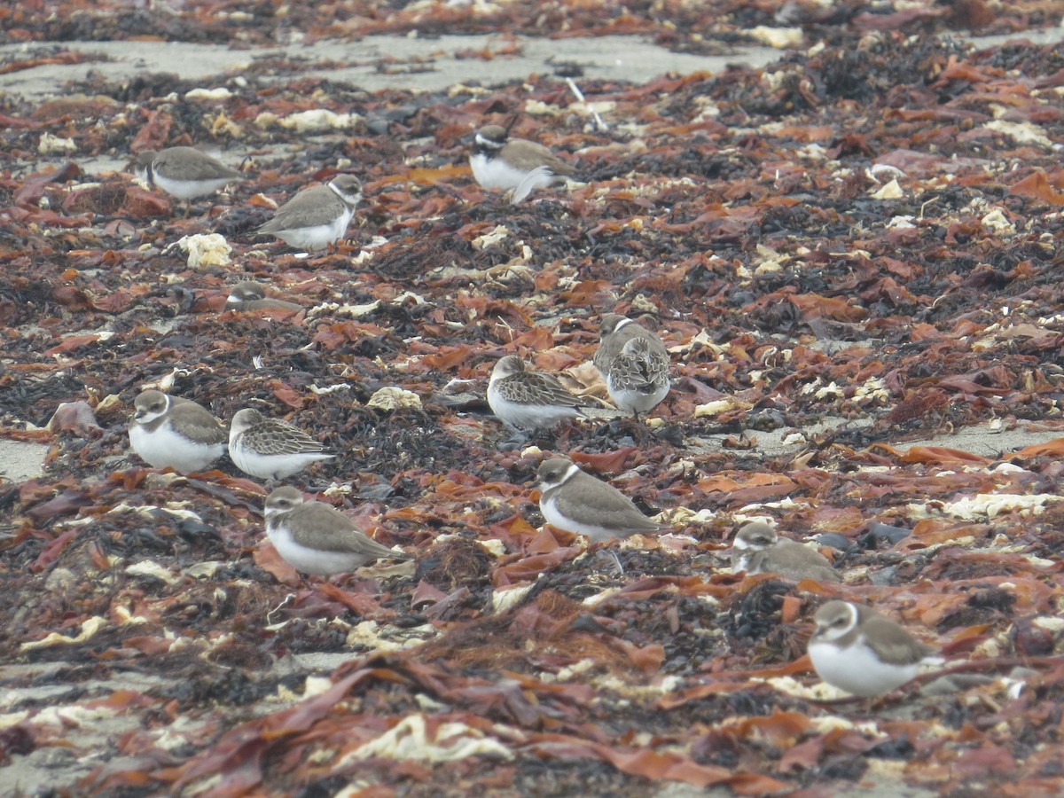 Semipalmated Plover - ML646071763